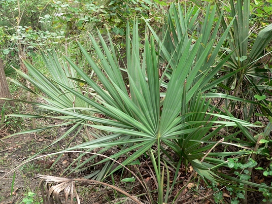 {Serenoa repens}
